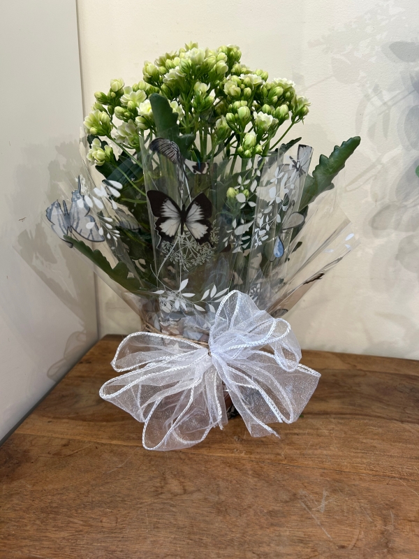 Large Kalanchoe Indoor plant