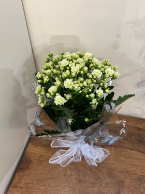 Large Kalanchoe Indoor plant
