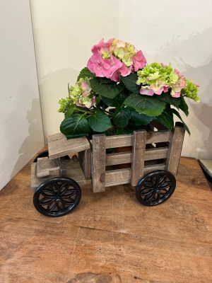 Hydrangea Plant in wooden truck