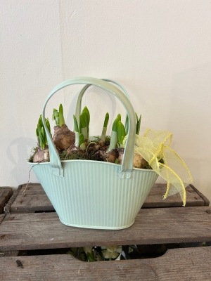 Narcissus Tete Tete bulbs