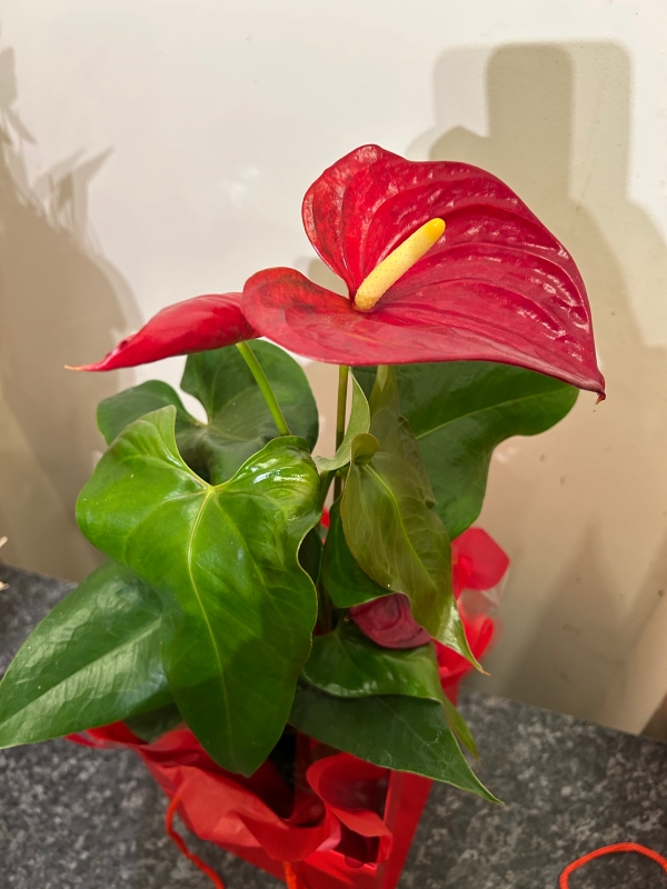 Anthurium plant