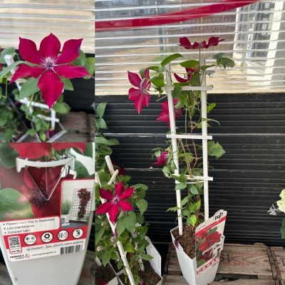 Clematis