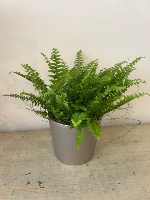 Fern