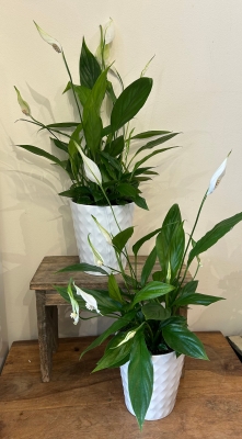 Peace lily (spathiphyllum)