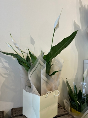Indoor plant, peace lily, Dartford 