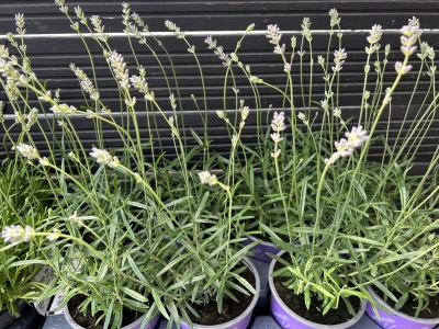 Purple lavender