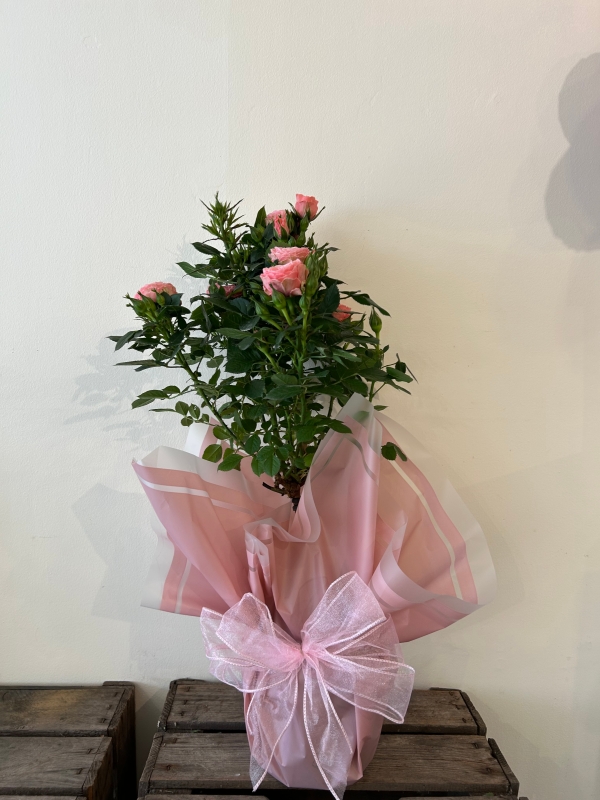 Standard rose plant
