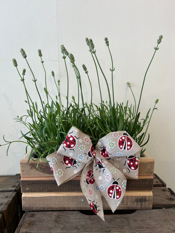 White lavender