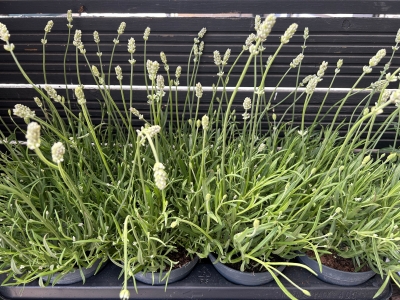 White lavender