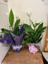 Peace lily (spathiphyllum)