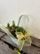 Narcissus Tete Tete bulbs