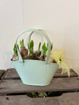 Narcissus Tete Tete bulbs