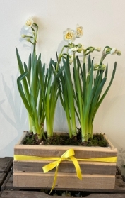 Bridal crown Narcissi bulbs