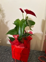 Anthurium plant