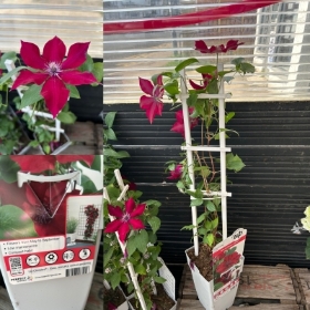 Clematis