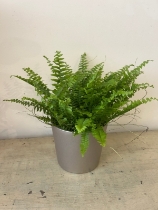 Fern