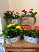 Gerbera plants