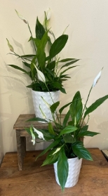 Peace lily (spathiphyllum)