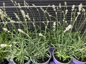 Purple lavender