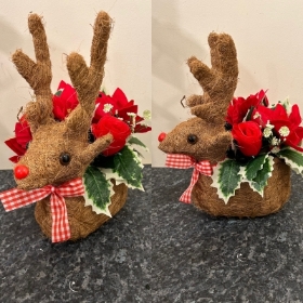 Reindeer