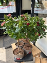 Standard rose plant