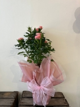 Standard rose plant