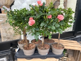 Standard rose plant