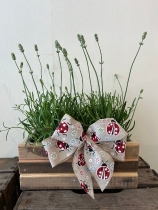 White lavender