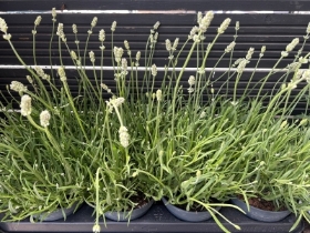 White lavender